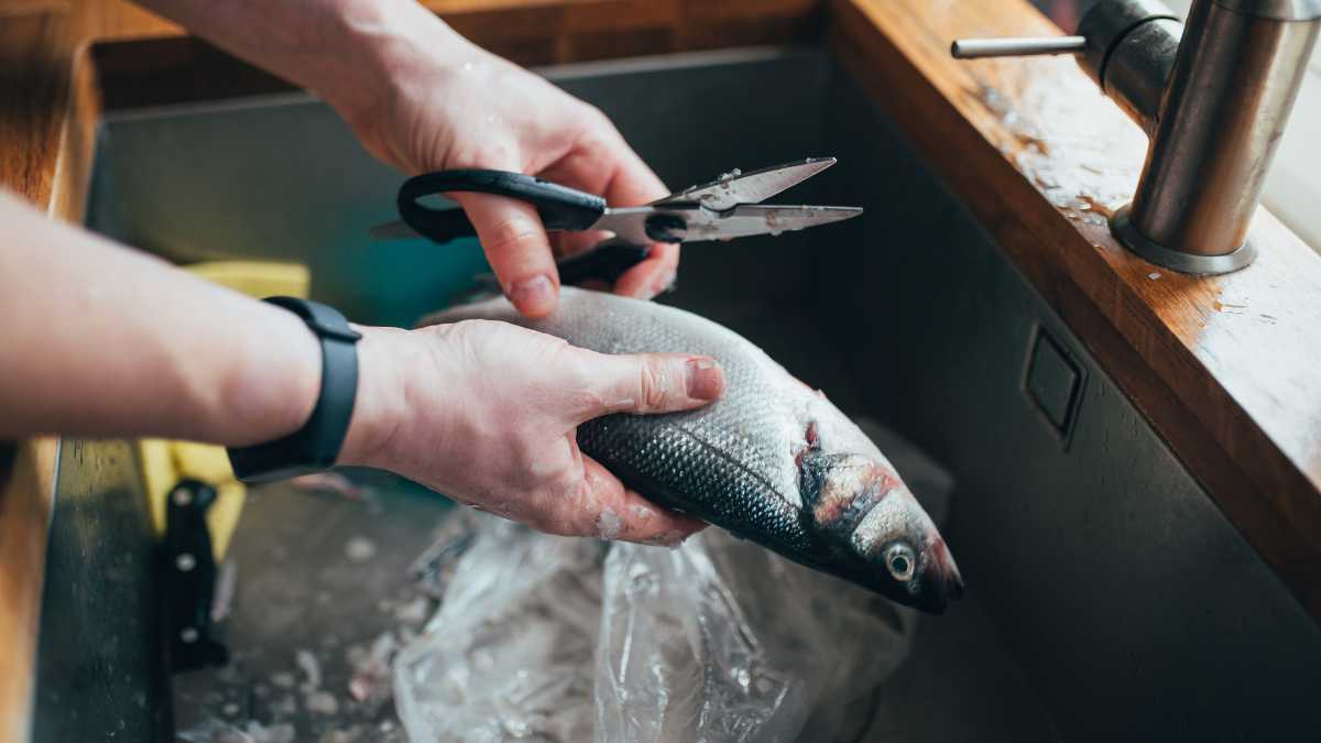 tesoura limpando peixe