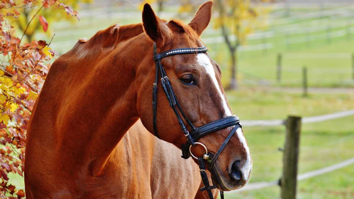 cavalo